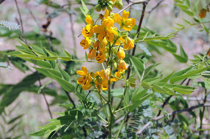 Woolly Senna is a forb/herb, subshrub, shrub or even a tree; the foliage is considered foul smelling to some; a key characteristic is that this species is mostly without pubescence or glabrous. Senna hirsuta var. glaberrima